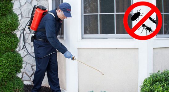 Çardak Kemirgen İlaçlama böcek ilaçlama ve haşere kontrolü — ilaclama-tr.com